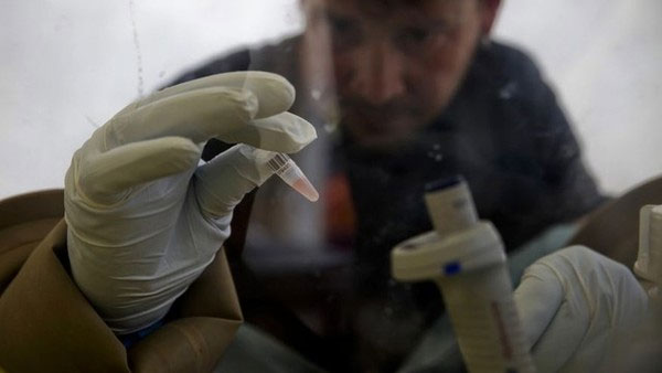 Phát hiện ra cách Ebola vô hiệu hóa hệ thống miễn dịch