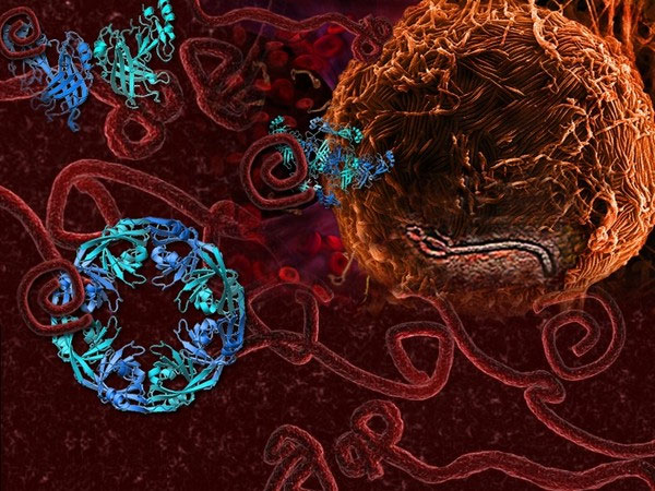 Phát hiện ra cách Ebola vô hiệu hóa hệ thống miễn dịch