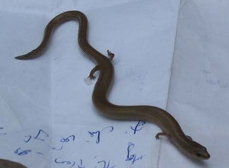 Phát hiện rắn lạ 4 chân tại Khánh Hòa