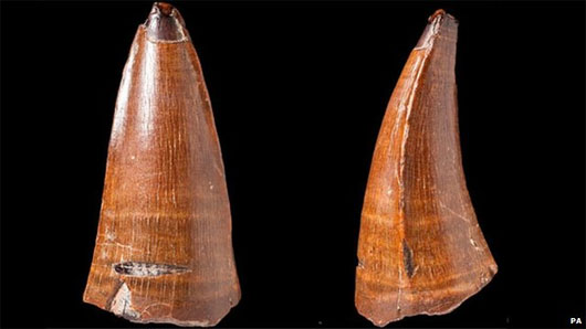 Phát hiện răng động vật biển hóa thạch dài 5,5cm
