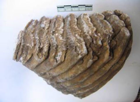 Phát hiện răng voi hóa thạch ở Thái Nguyên