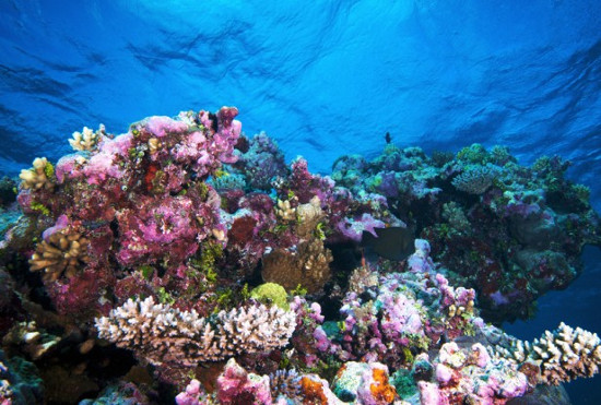 Phát hiện san hô ở độ sâu chưa từng nghĩ đến