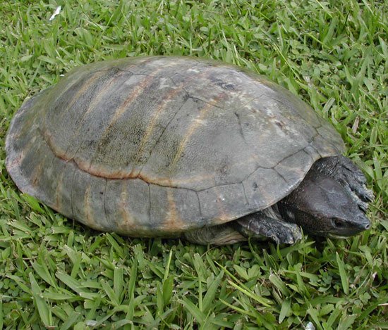 Phát hiện sự pha trộn gen ở loài rùa sông Trung Mỹ