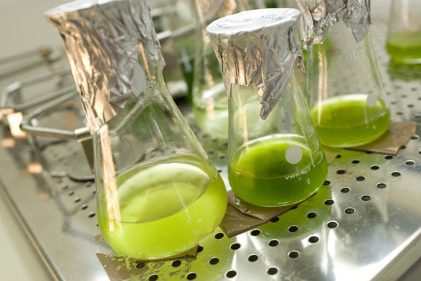 Phát hiện tảo có thể ăn cellulose