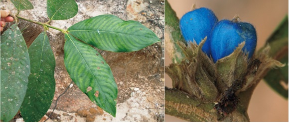 Phát hiện thêm 4 loài Xú hương mới thuộc họ Cà phê ở Đông Dương