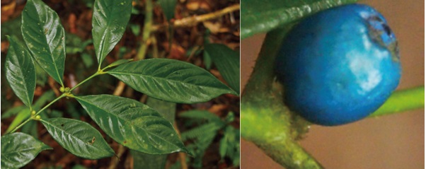 Phát hiện thêm 4 loài Xú hương mới thuộc họ Cà phê ở Đông Dương