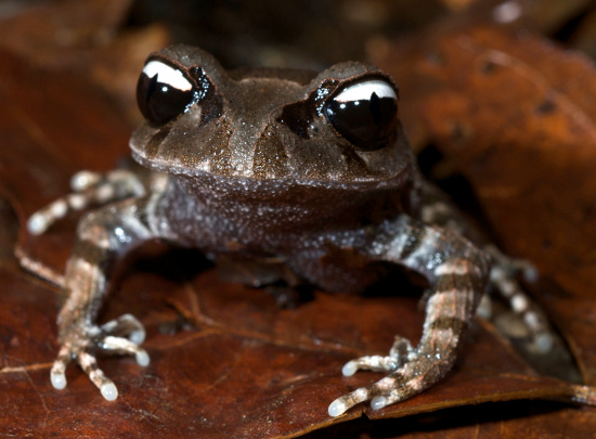 Phát hiện thêm loài ếch ở Việt Nam