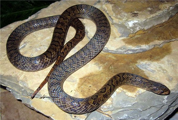 Phát hiện thêm một loài rắn mới ở Việt Nam