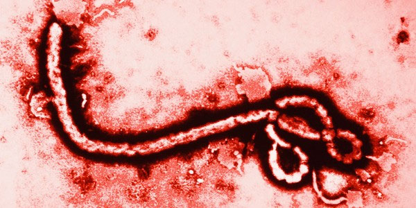 Phát hiện thời điểm xuất hiện của virus Ebola đầu tiên trên thế giới