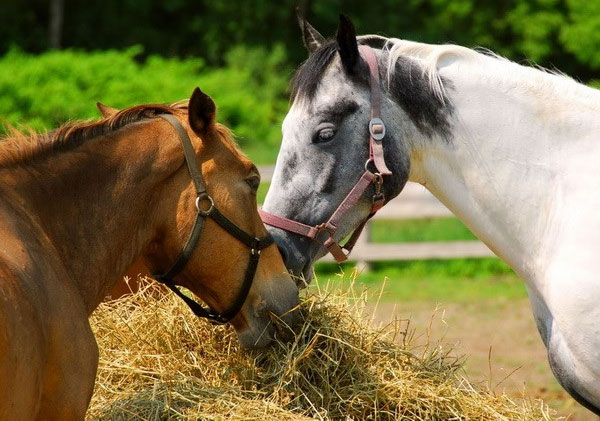 Phát hiện về khả năng giao tiếp bằng tai và mắt của loài ngựa