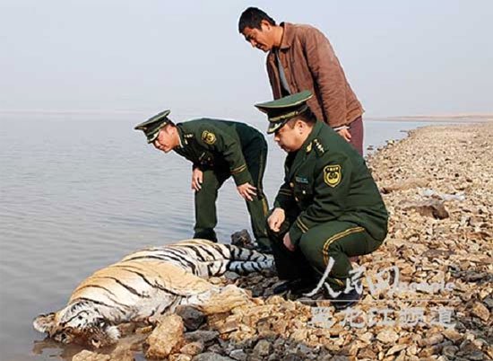 Phát hiện xác hổ quý ở Trung Quốc