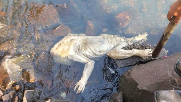 Phát hiện xác sinh vật bí ẩn dạt vào bờ Paraguay