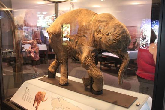 Phát hiện xác voi ma mút nguyên vẹn ở Bắc Cực