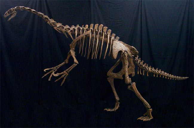 Phát hiện xương khủng long bụng phệ