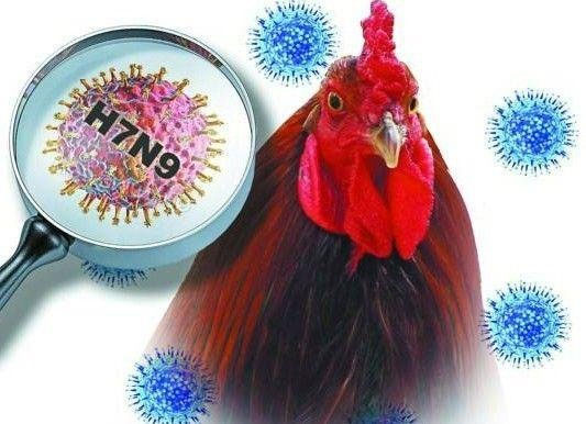 Phát triển bộ dụng cụ xét nghiệm nhanh virus H7N9