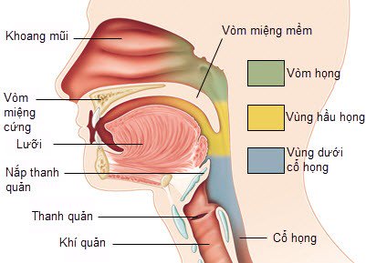 Phòng ngừa ung thư vùng cổ họng