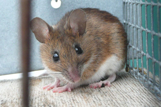 Phòng thí nghiệm Nhật suýt để sổng chuột biến đổi gene