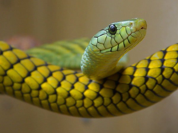 Phụ nữ đang mang thai rất giỏi việc phát hiện rắn