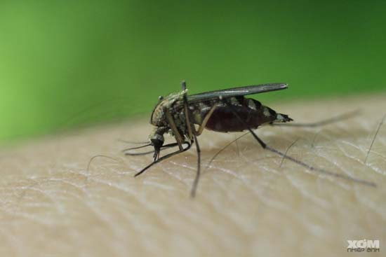 Phương pháp mới tiêu diệt hiệu quả ấu trùng muỗi sốt rét