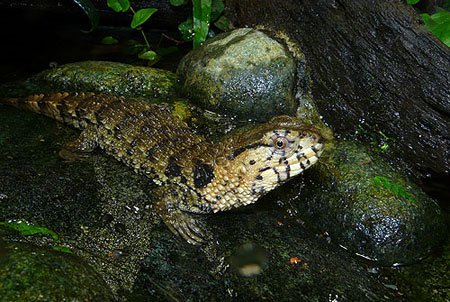 Quái dị thằn lằn lai cá sấu ở Yên Tử