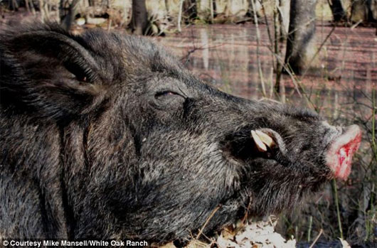 Quái thú lợn rừng 227kg bị hạ gục