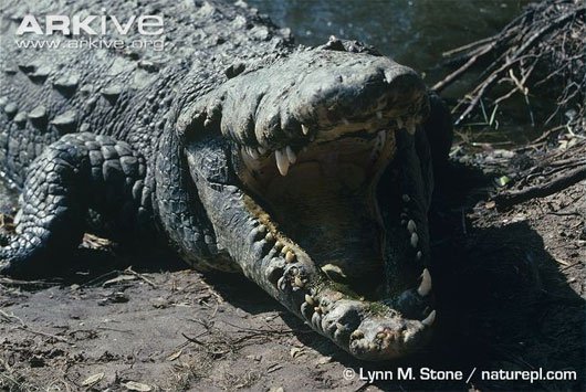 Quái vật ăn thịt khổng lồ vùng đầm lầy Nam Florida
