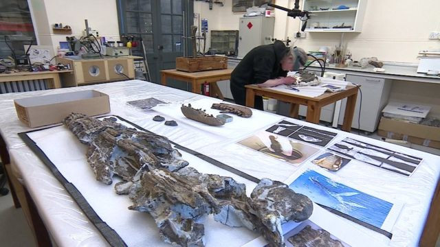 Quái vật biển cổ dài thống trị đại dương kỷ Jura