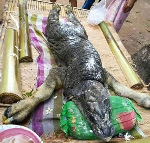 Quái vật đầu cá sấu mình trâu gây xôn xao ở Thái Lan
