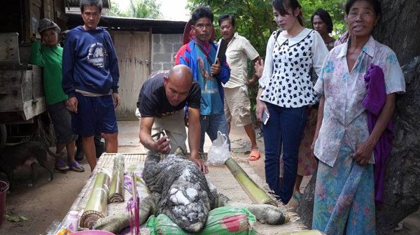 Quái vật đầu cá sấu mình trâu gây xôn xao ở Thái Lan