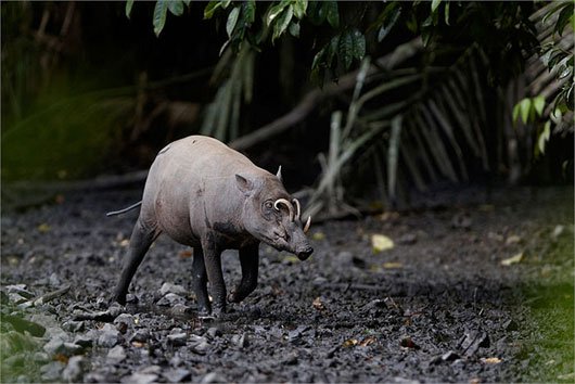 Quái vật lợn có bộ dạng kỳ dị ở Indonesia