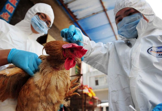 Quan ngại về khả năng kháng thuốc của virus H7N9
