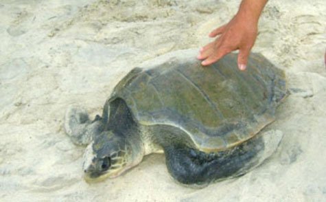 Quảng Trị: Thả rùa quý hiếm về đại dương