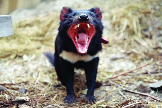 Quỷ Tasmania có thể tránh được tuyệt chủng nhờ tự biến đổi gene