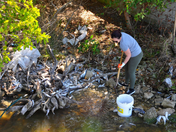 Quy trình thu gom cá chết hàng loạt do tảo nở hoa ở Florida