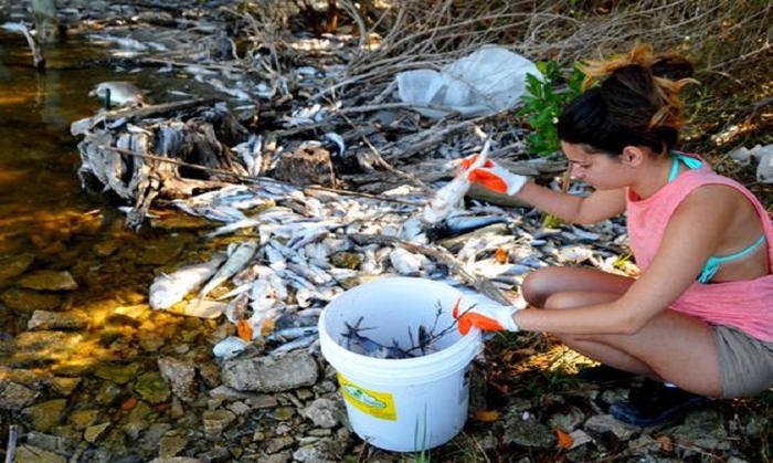 Quy trình thu gom cá chết hàng loạt do tảo nở hoa ở Florida