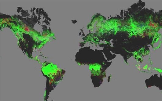Ra mắt bản đồ thế giới đầu tiên về diện tích rừng Trái Đất
