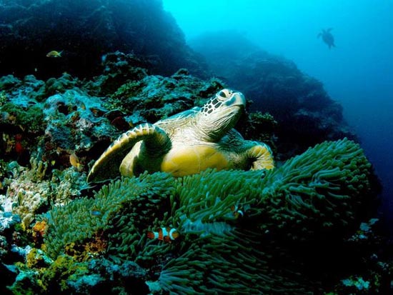 Rác nhựa có thể khiến rùa biển tuyệt chủng