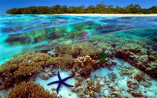 Rạn san hô lớn nhất thế giới sẽ không rơi vào nguy hiểm