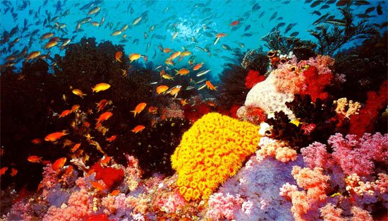 Rạn san hô lớn nhất thế giới xuống cấp nghiêm trọng