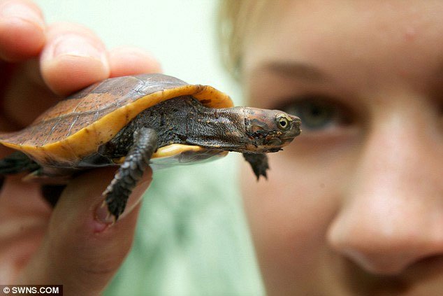 Rùa hiếm của Việt Nam ra đời tại Anh