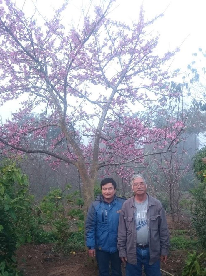 Rực rỡ đảo hoa anh đào nghìn cây trên đất Điện Biên