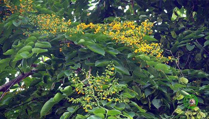 Rực vàng trong nắng mùa hoa Giáng Hương