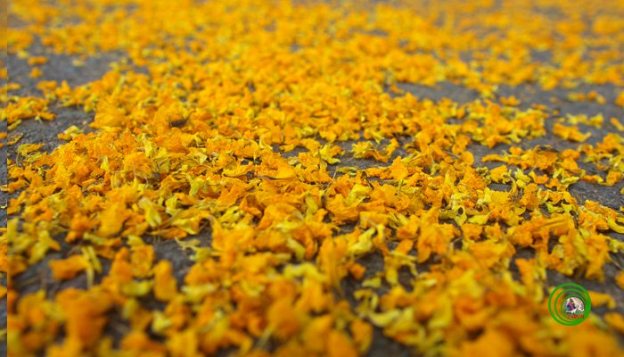 Rực vàng trong nắng mùa hoa Giáng Hương