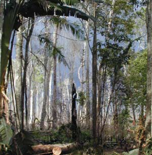 Rừng Amazon có nguy cơ biến thành hoang mạc