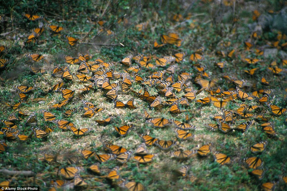 Rừng bươm bướm đẹp như cổ tích ở Mexico