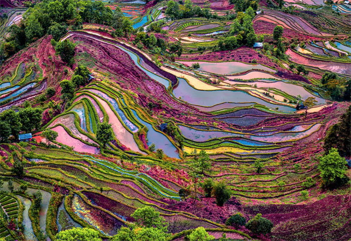 Ruộng bậc thang đầy màu sắc lạ ở Vân Nam