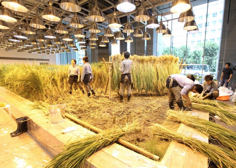 Ruộng lúa chín vàng óng trong văn phòng công ty Nhật