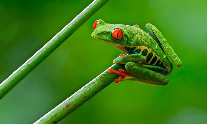 Sắc màu rực rỡ nổi bật của loài ếch cây