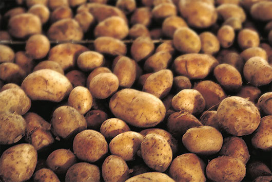 Sản xuất khoai tây giống tiết kiệm tiền tỉ