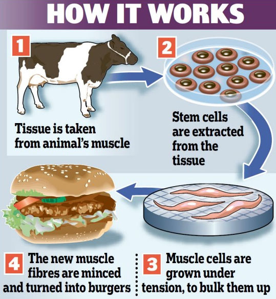 Sản xuất thịt bò nhân tạo từ tế bào gốc